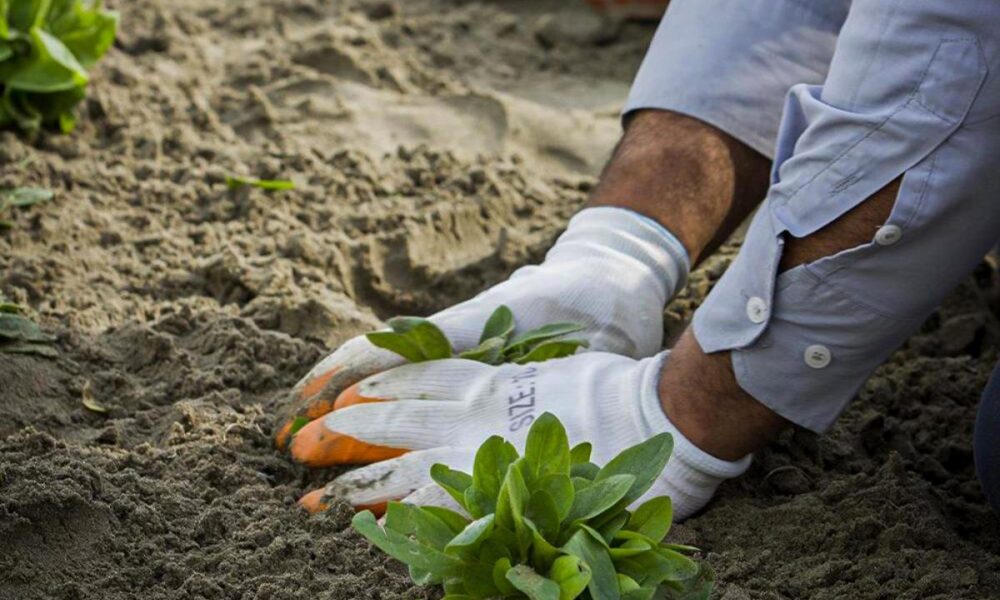 حملة كبرى لتشجير الأقضية والنواحي والمداخل الرئيسة للمحافظة » وكالة الأنباء العراقية